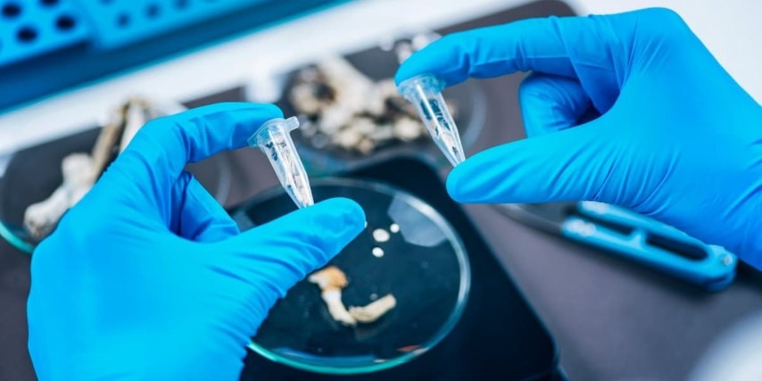 microdosing-psilocybin-image (Small) Micro Dose of Psilocybin Magic Mushrooms Prepared in University Laboratory for Scientific Experiment