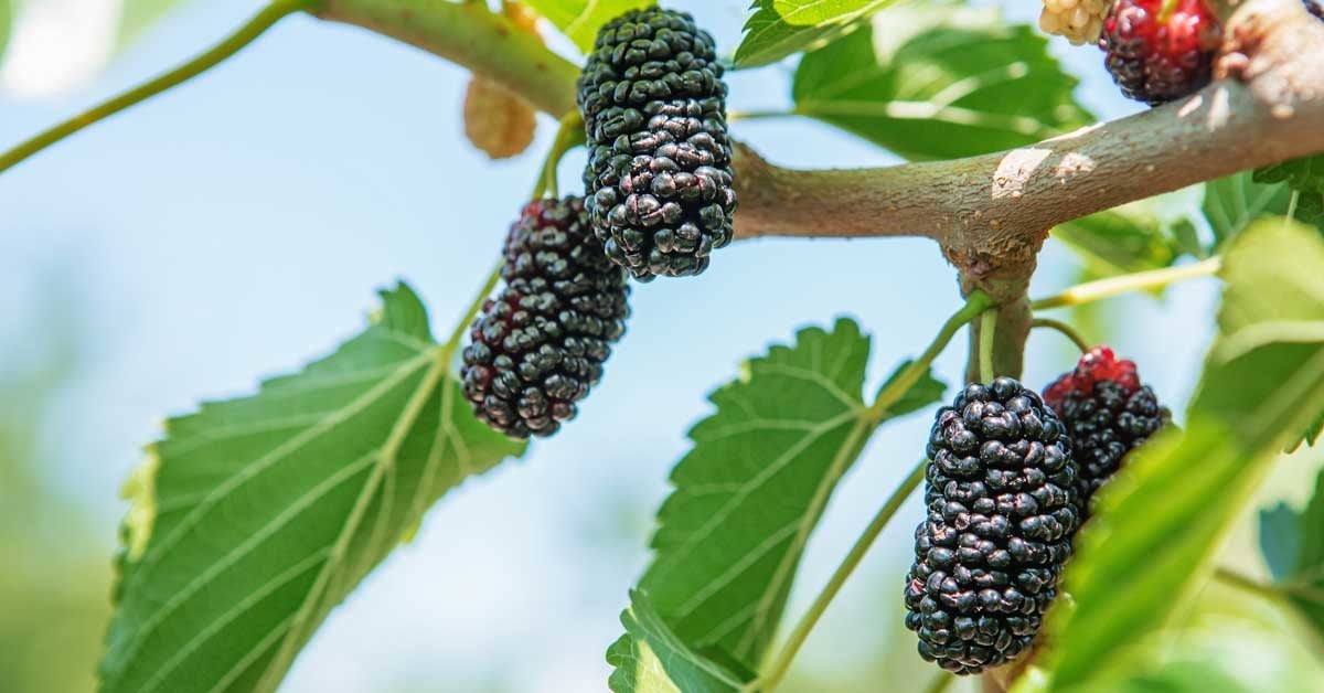 mulberries-1200×628-facebook-1200×628 mulberries-1200x628-facebook-1200x628