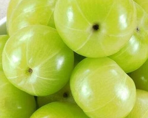 raw-amla-28indian-gooseberry-29-500×500-jpg raw-amla-28indian-gooseberry-29-500x500-jpg
