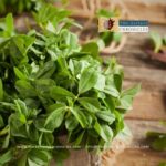 methi-leaves