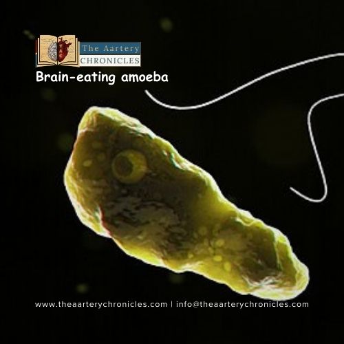 Medical Milestone: Successful Treatment of Rare Brain-Eating Amoeba Infection