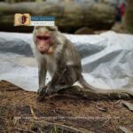 monkey fever