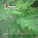 Moringa Oleifera