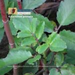 Kalanchoe pinnata