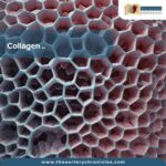 collagen-protein-the-aaartery-chronicles-tac