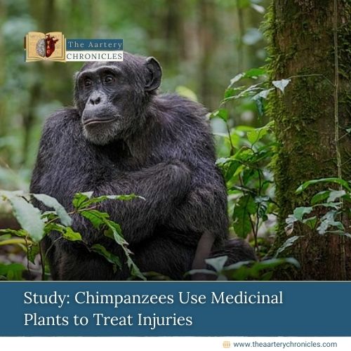 Study:-Chimpanzees-Use-Medicinal-Plants-to-Treat-Injuries-The-Aartery-Chronicles-TAC