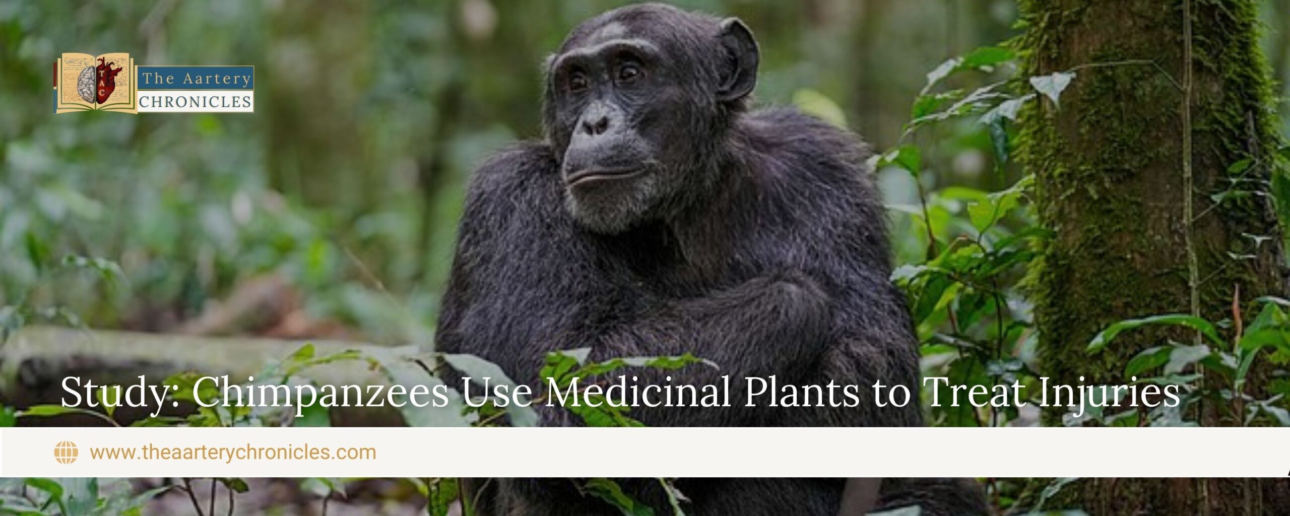 Study:-Chimpanzees-Use-Medicinal-Plants-to-Treat-Injuries-The-Aartery-Chronicles-TAC