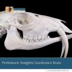 Prehistoric-Insights:-Gordonia's-Brain-The-Aartery-Chronicles-TAC