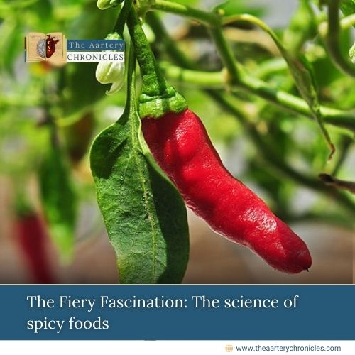 The Fiery Fascination: The science of spicy foods