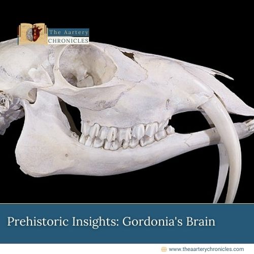 Prehistoric-Insights:-Gordonia's-Brain-The-Aartery-Chronicles-TAC