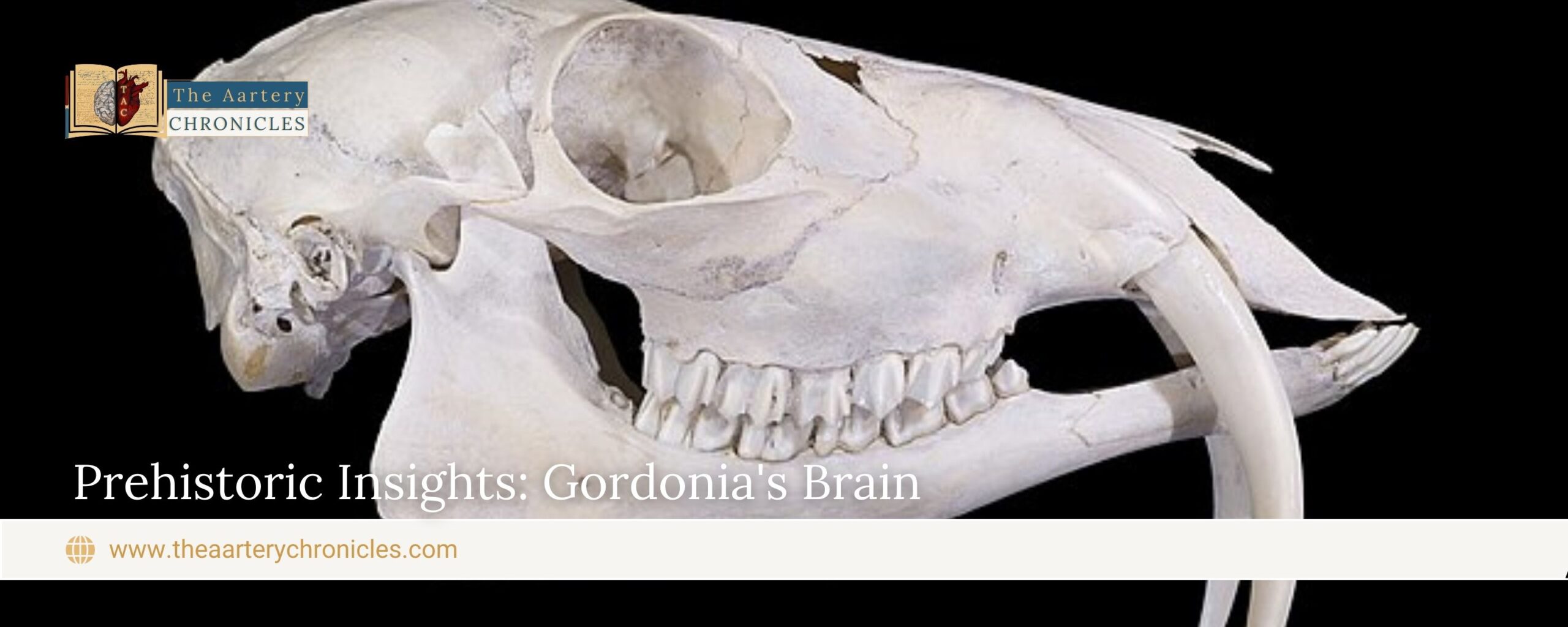 Prehistoric-Insights:-Gordonia's-Brain-The-Aartery-Chronicles-TAC