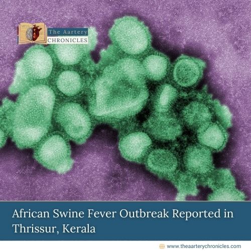 African-Swine-Fever-Outbreak-Reported-in-Thrissur,-Kerala-The-Aartery-Chronicles-TAC
