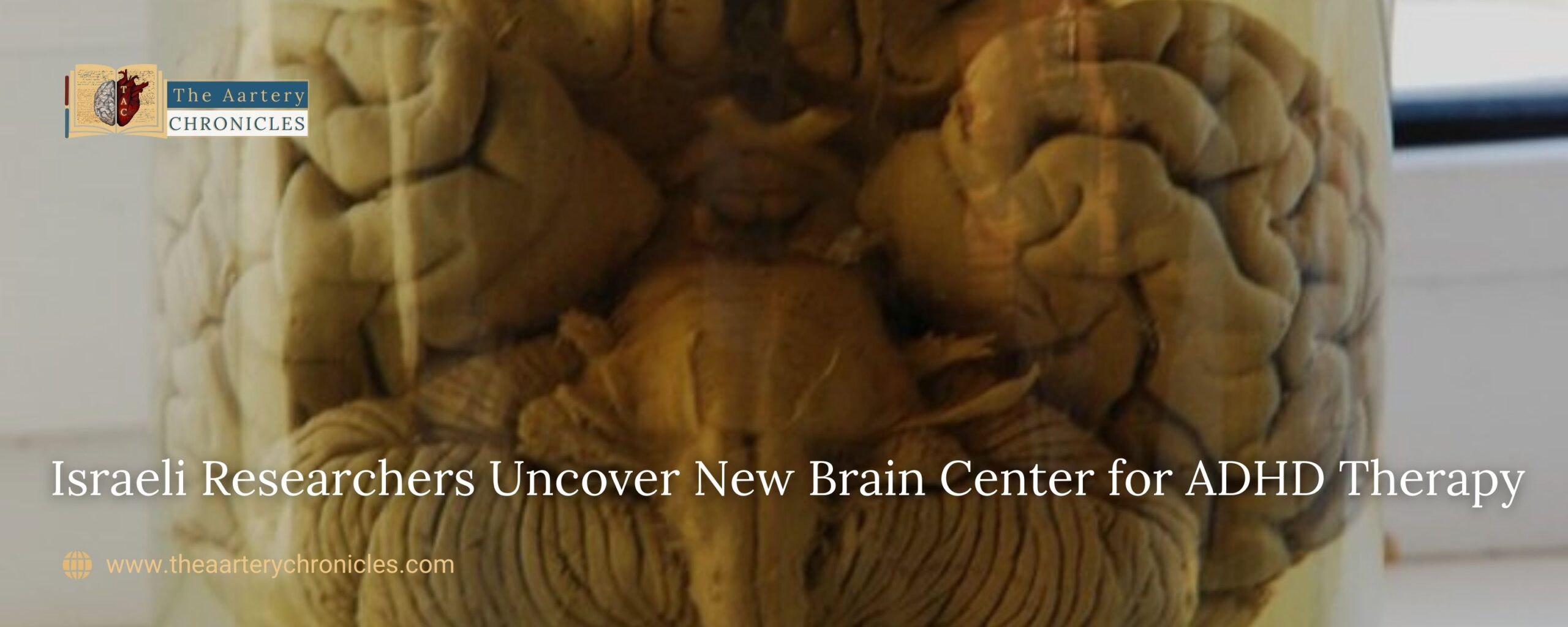 Despite its size, the claustrum is a central hub, connecting various parts of the brain and playing a key role in controlling alertness levels.