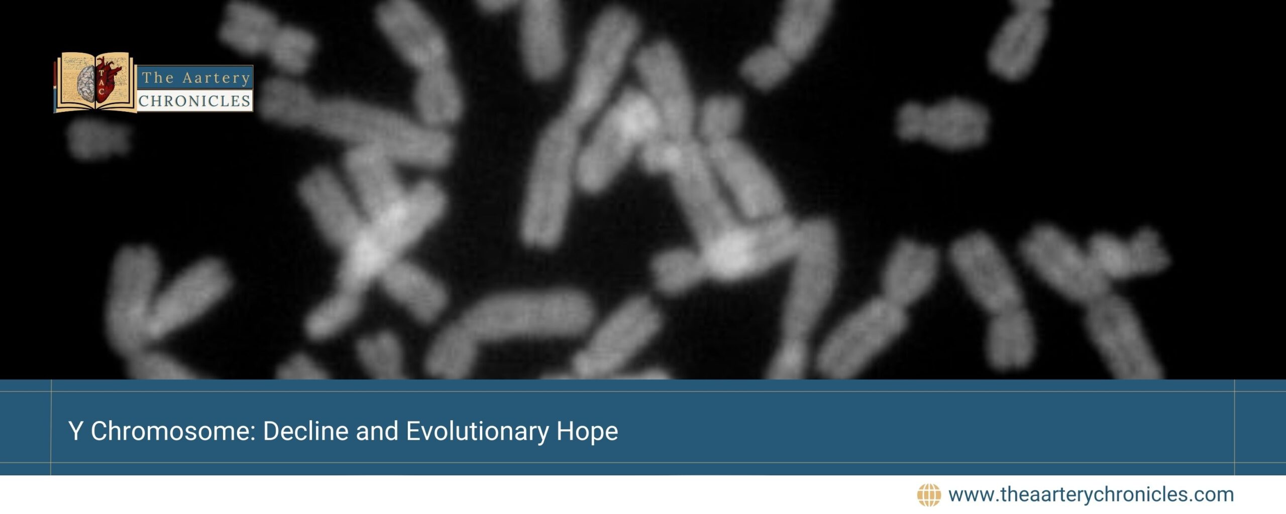 Y-Chromosome:-Decline-and-Evolutionary-Hope-The-Aartery-Chronicles-TAC