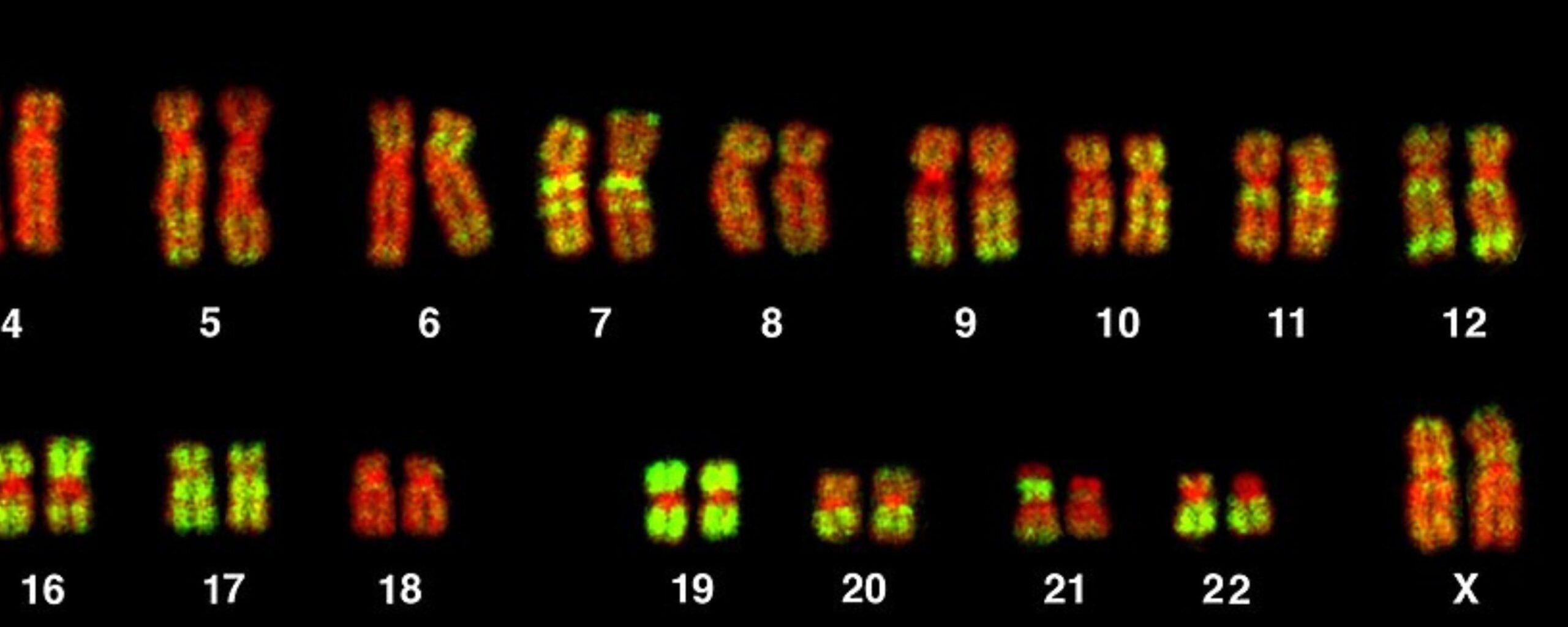 Y-Chromosome:-Decline-and-Evolutionary-Hope-The-Aartery-Chronicles-TAC