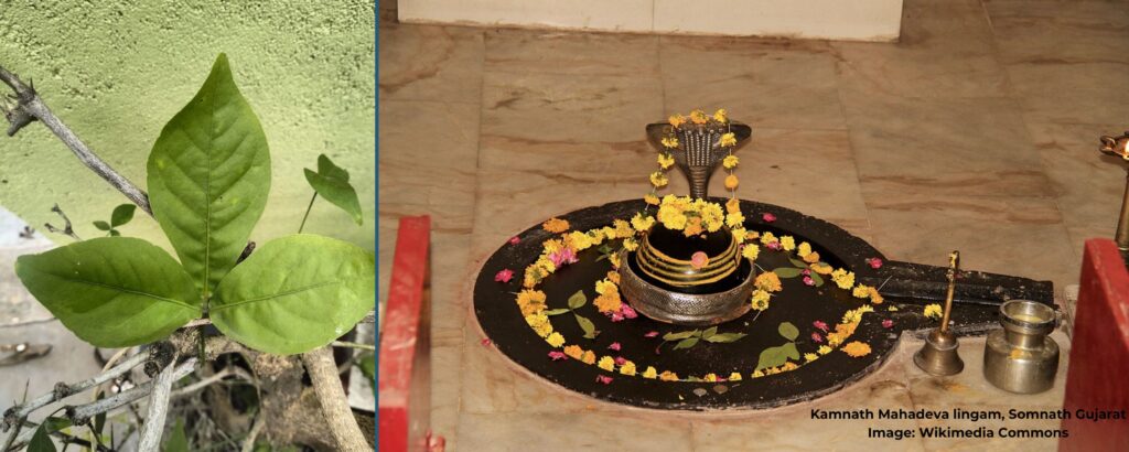 The-Sacred-Bael:-Medicinal-Significance-&-Divine-Traditions-The-Aartery-Chronicles-TAC