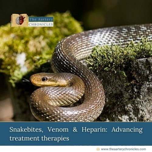 Snakebites, Venom & Heparin: Advancing treatment therapies