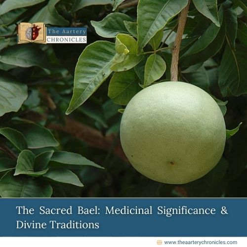 The Sacred Bael: Medicinal Benefits and Spiritual Significance