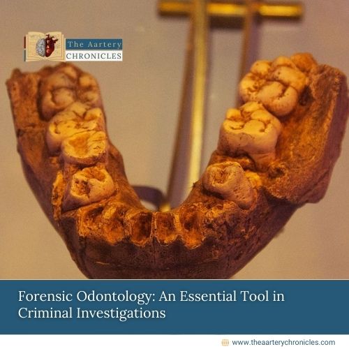 Forensic Odontology: An Essential Tool in Criminal Investigations