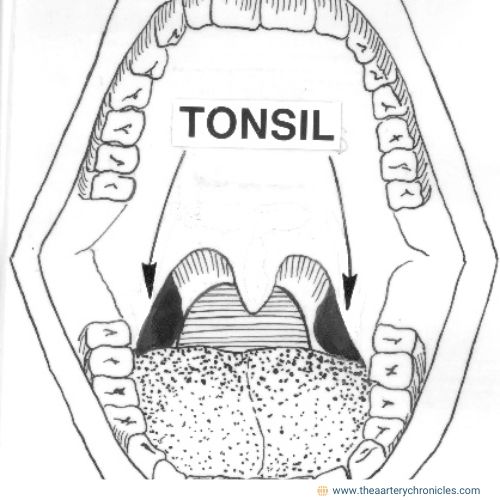 Tonsillitis:-causes,-symptoms,-treatment-and-home-remedies-for-quick-relief-The-Aartery-Chronicles-TAC