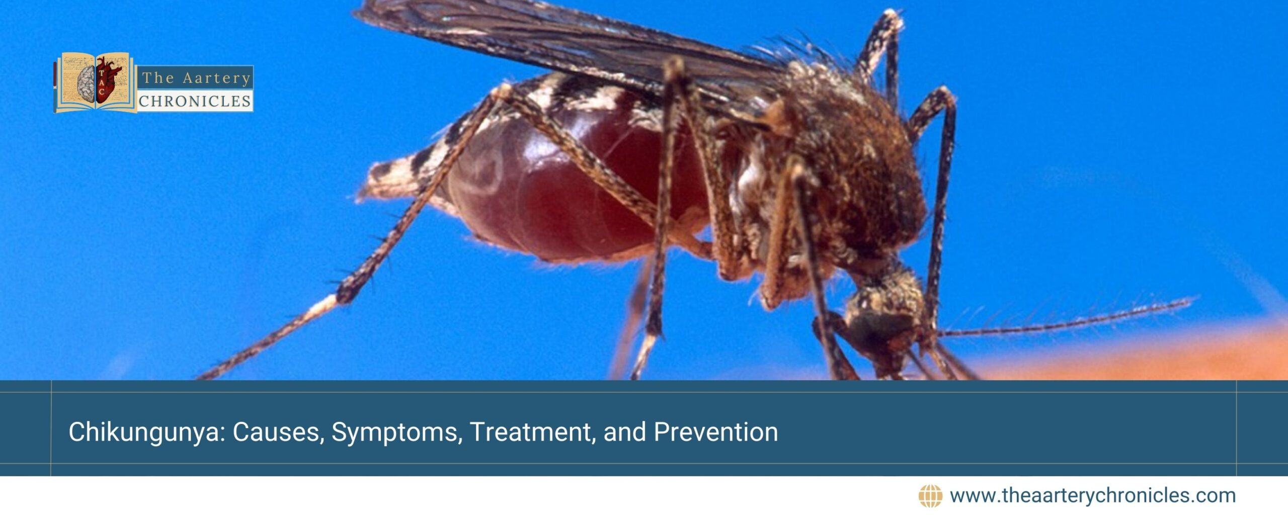 Chikungunya:-Causes,-Symptoms,-Treatment,-and-Prevention-The-Aartery-Chronicles-TAC