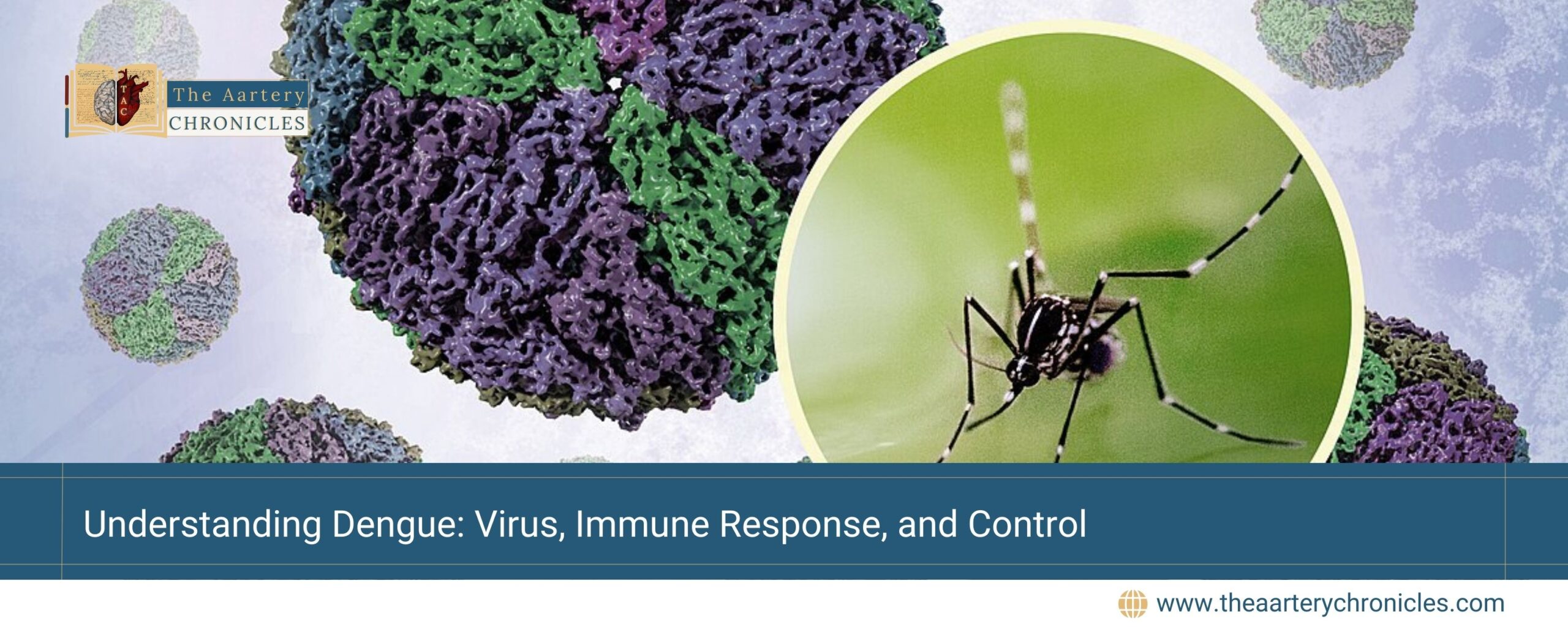 Understanding-Dengue:-Virus,-Immune-Response,-and-Control-The-Aartery-Chronicles-TAC