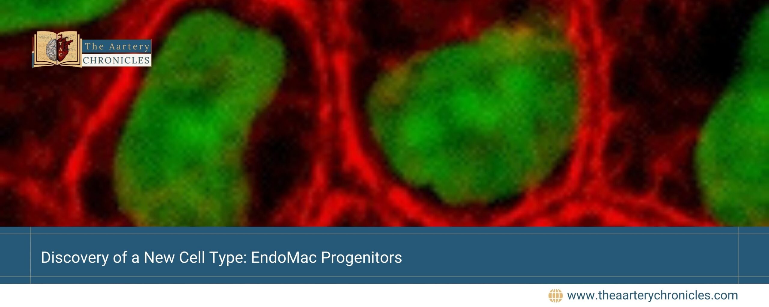 Discovery-of-a-New-Cell-Type:-EndoMac-Progenitors-The-Aartery-Chronicles-TAC