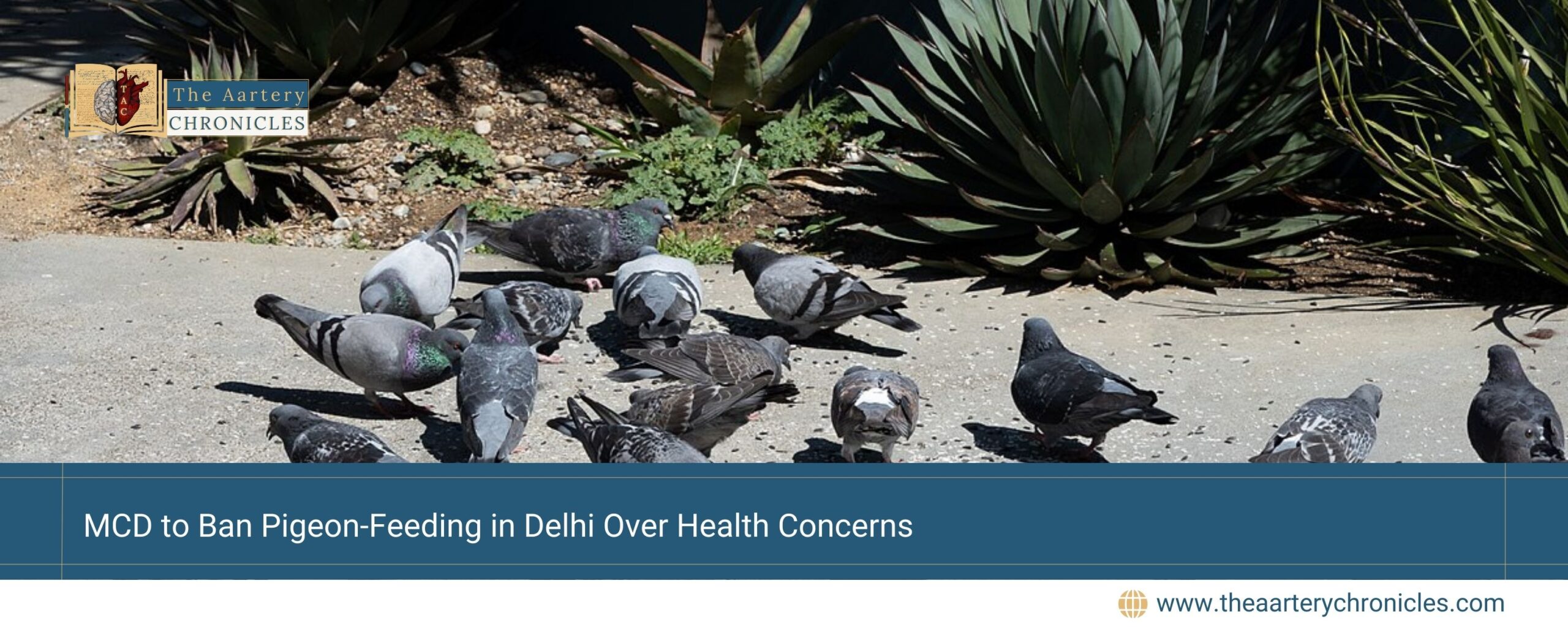 MCD-to-Ban-Pigeon-Feeding-in-Delhi-Over-Health-Concerns-The-Aartery-Chronicles-TAC