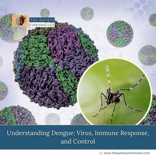 Understanding Dengue: Virus, Immune Response, and Control