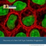 Discovery-of-a-New-Cell-Type:-EndoMac-Progenitors-The-Aartery-Chronicles-TAC