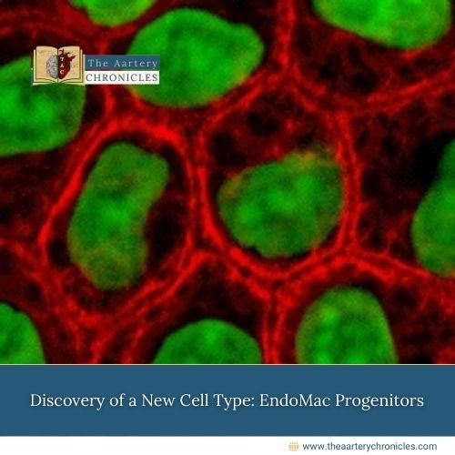 Discovery of a New Cell Type: EndoMac Progenitors