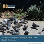 MCD-to-Ban-Pigeon-Feeding-in-Delhi-Over-Health-Concerns-The-Aartery-Chronicles-TAC