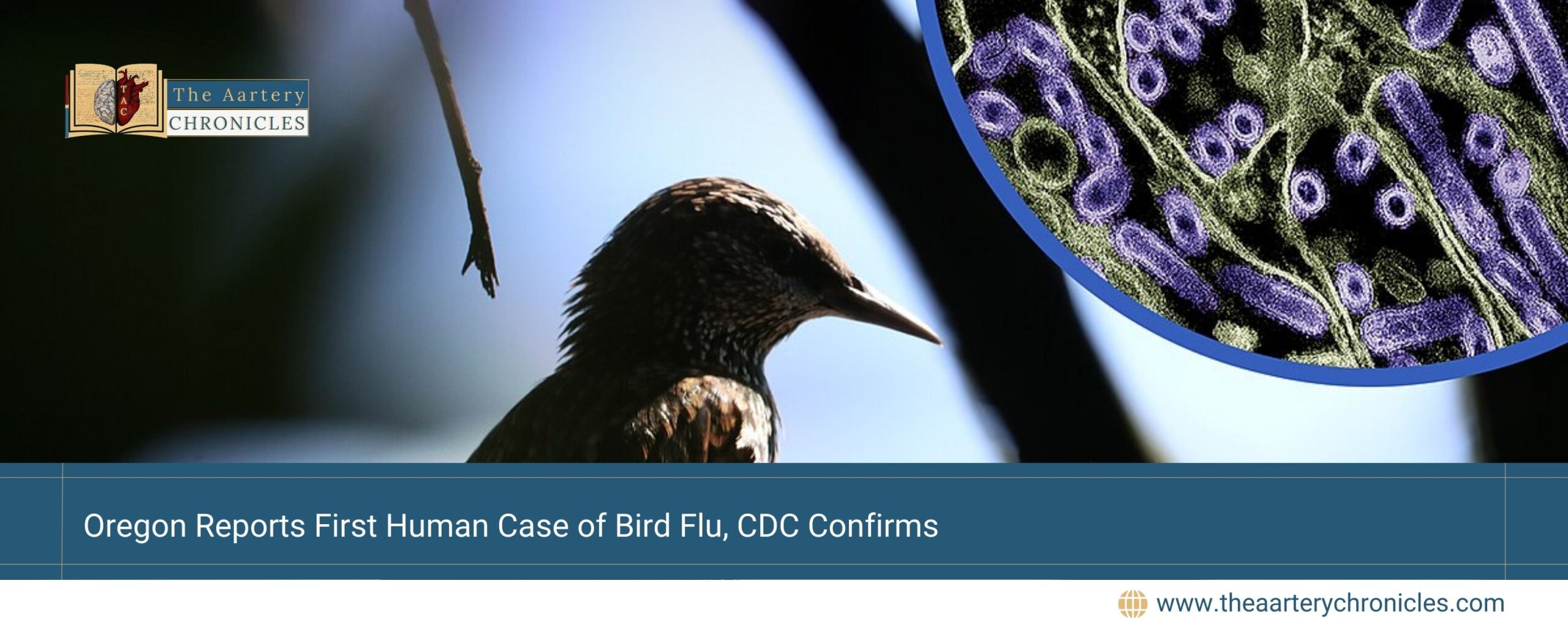 Oregon-Reports-First-Human-Case-of-Bird-Flu,-CDC-Confirms-The-Aartery-Chronicles-TAC