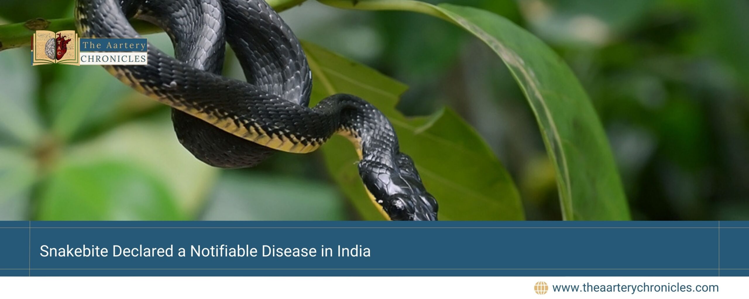 Snakebite-Declared-a-Notifiable-Disease-in-India-The-Aartery-Chronicles-TAC