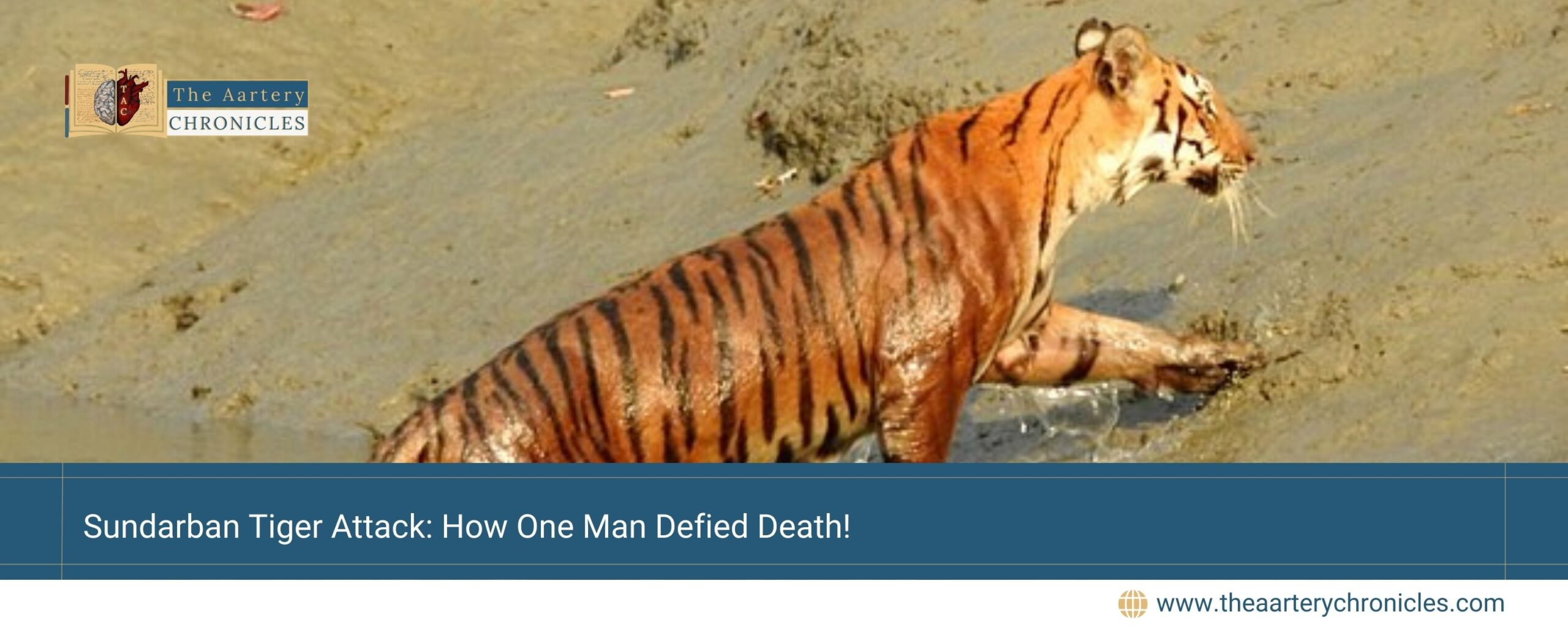 A 50-year-old man from Agi village in the Sundarbans narrowly survived a tiger attack