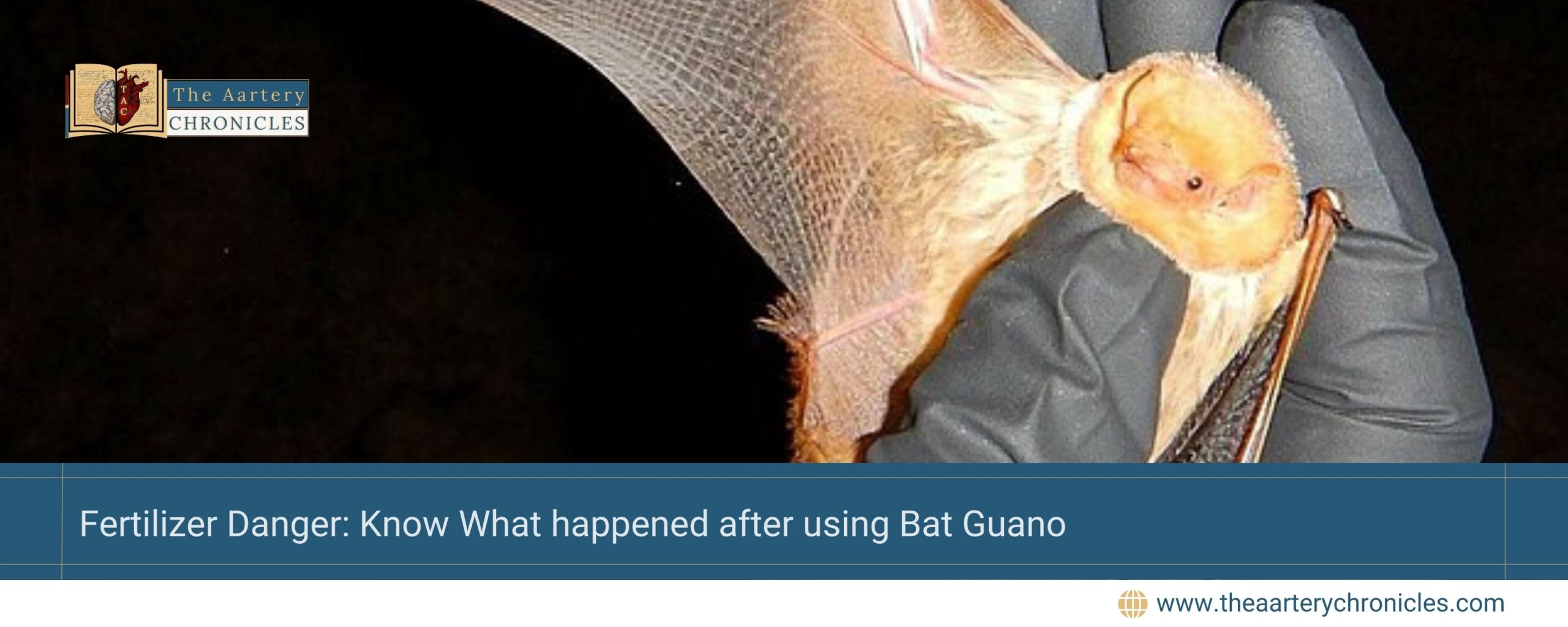 Fertilizer-Danger:-Know-What-happened-after-using-Bat-Guano-The-Aartery-Chronicles-TAC