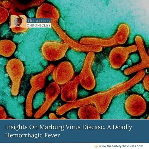 Insights On Marburg Virus Disease, A Deadly Hemorrhagic Fever