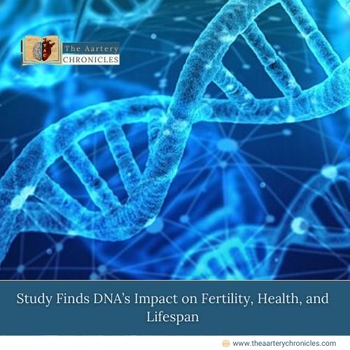 Study Finds DNA’s Impact on Fertility, Health, and Lifespan