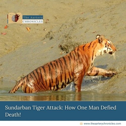 A 50-year-old man from Agi village in the Sundarbans narrowly survived a tiger attack