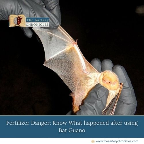 Fertilizer Danger: Know What happened after using Bat Guano