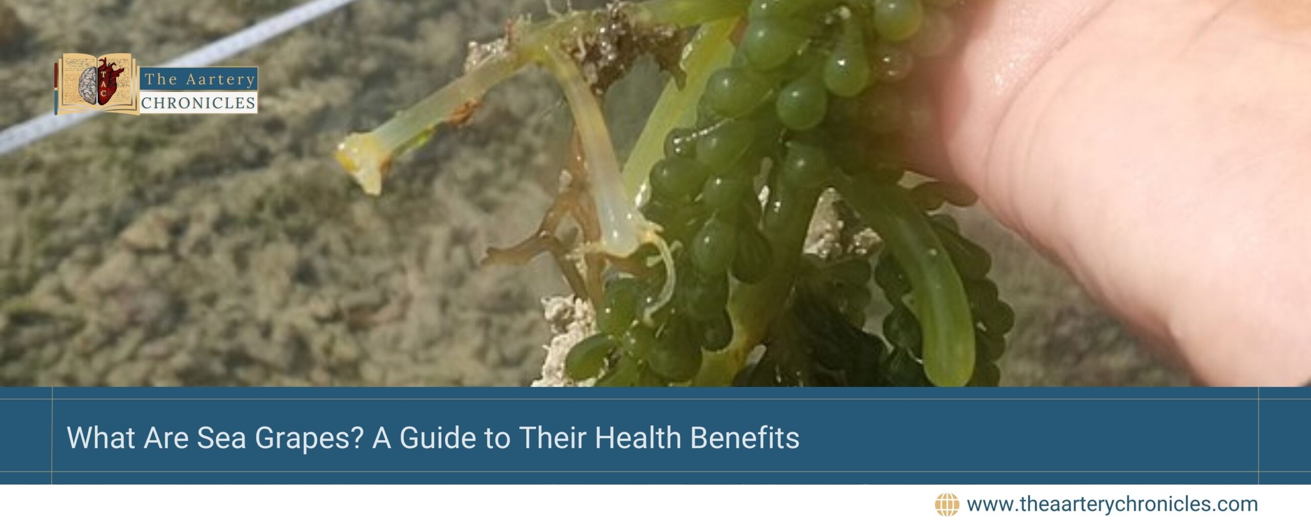 What-Are-Sea-Grapes?-A-Guide-to-Their-Health-Benefits-The-Aartery-Chronicles-TAC