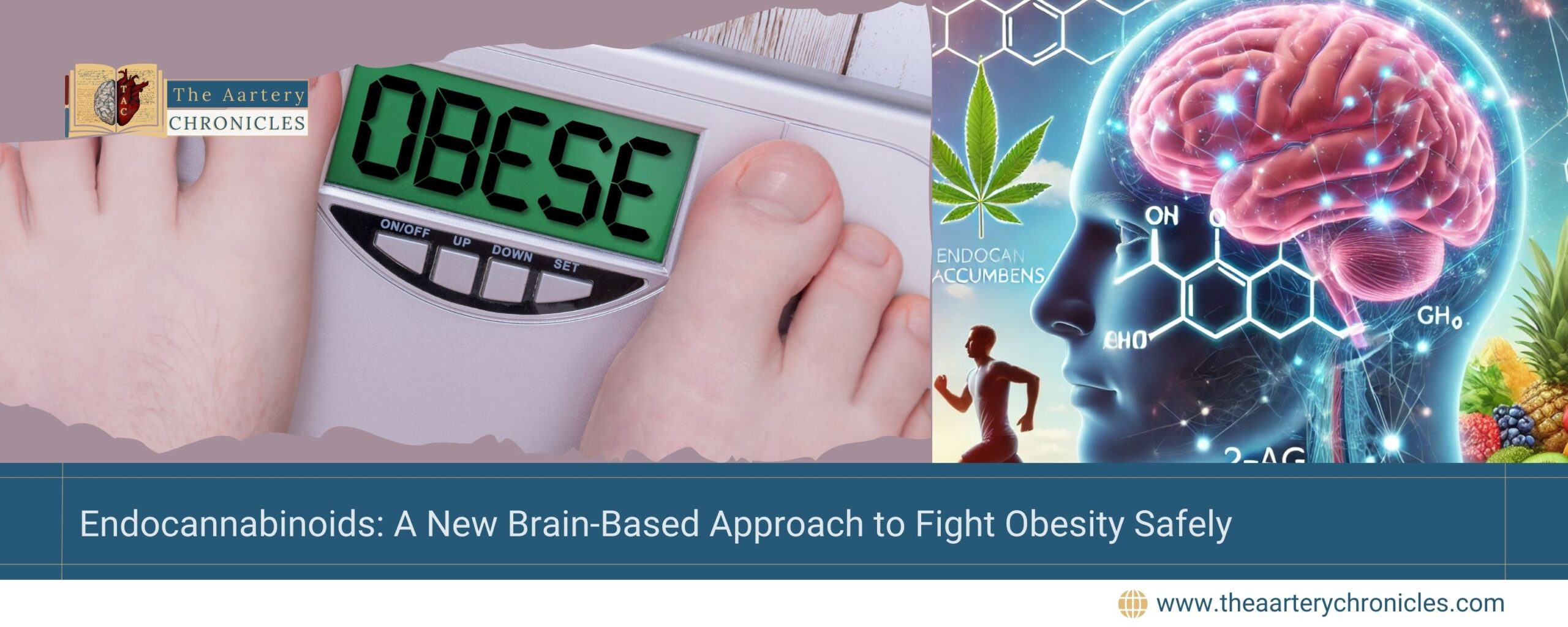 endocannabinoids-a-new-brain-based-approach-to-fight-obesity-safely-the-aartery-chronicles-tac