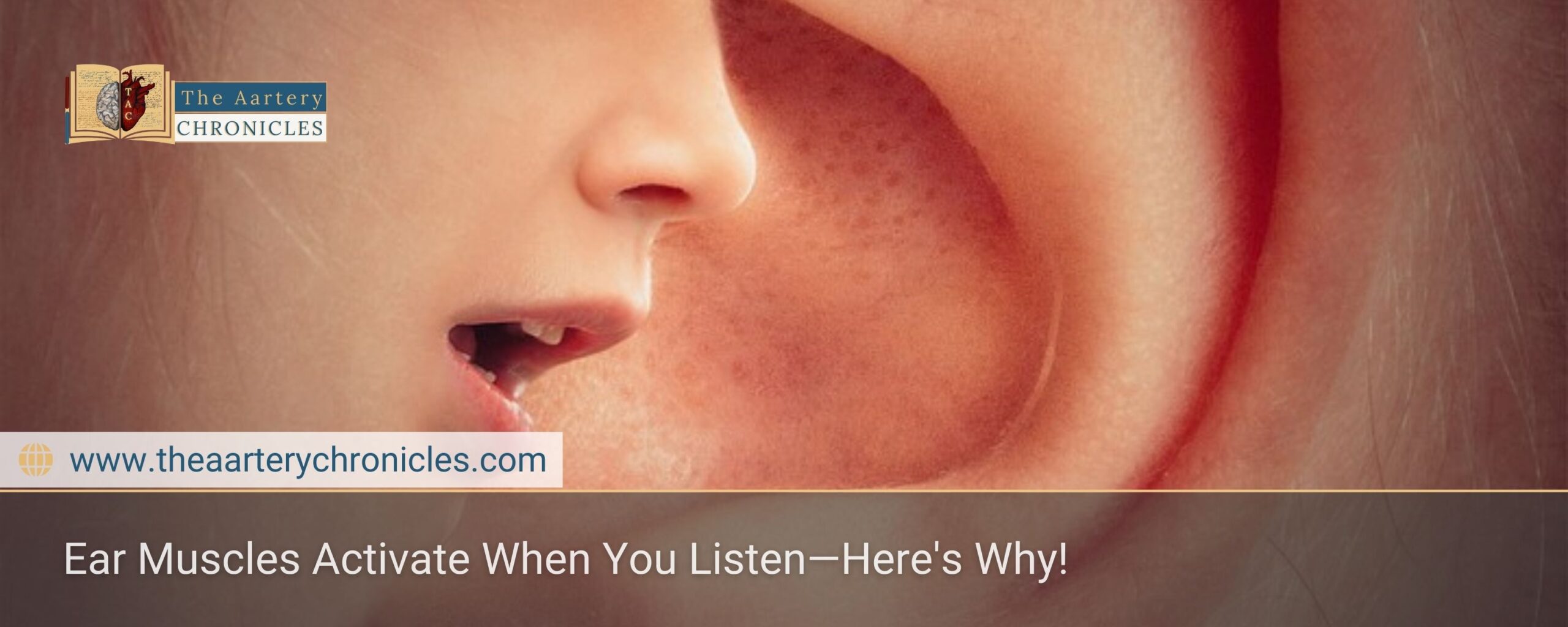 Ear Muscles Activate When You Listen—Here's Why!