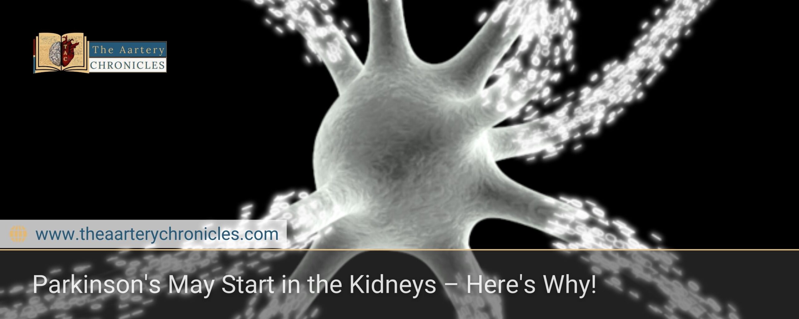 Parkinson's May Start in the Kidneys – Here's Why!