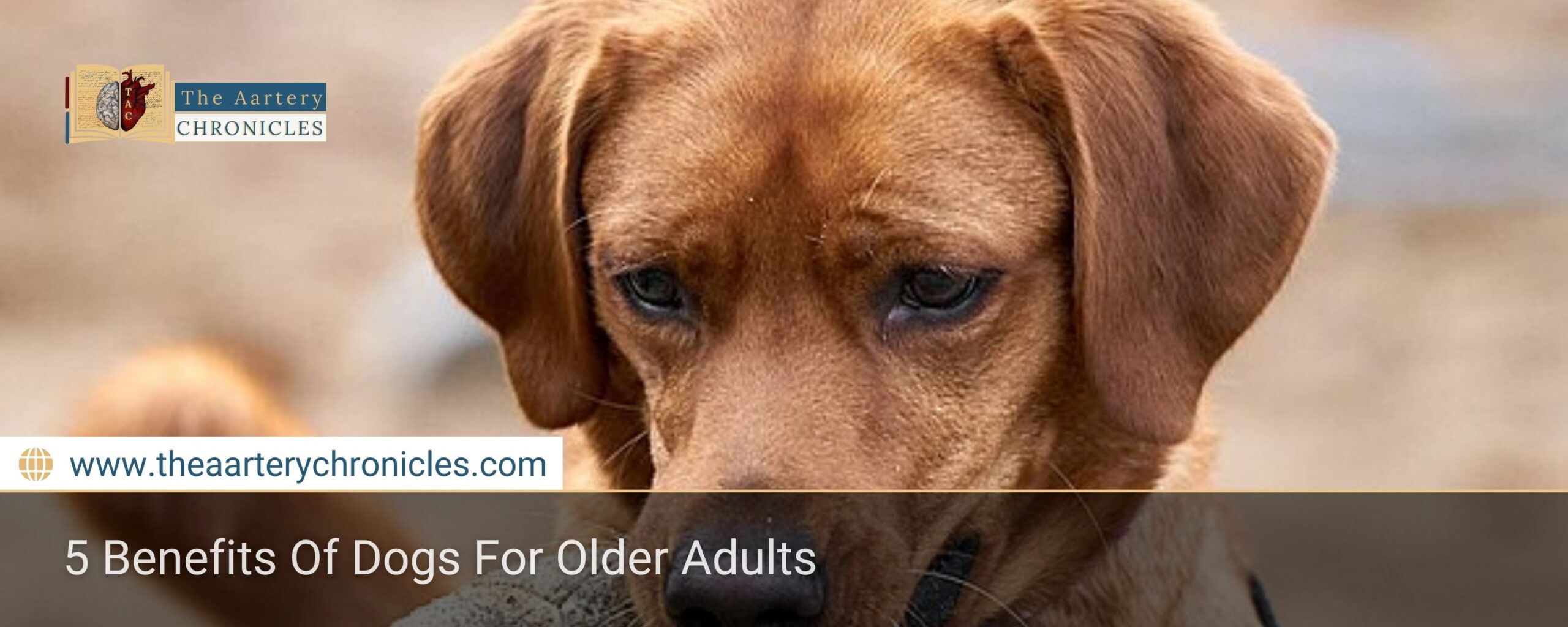 5-Benefits-Of-Dogs-For-Older-Adults-The-Aartery-Chronicles-TAC