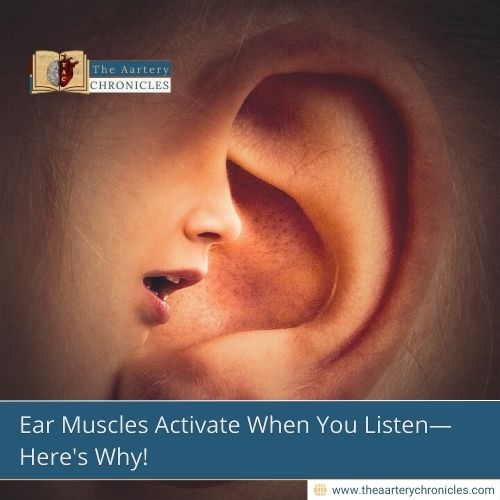 Ear Muscles Activate When You Listen—Here's Why!