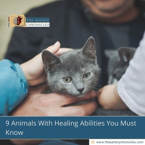 9-Animals-With-Healing-Abilities-You-Must-Know-The-Aartery-Chronicles-TAC