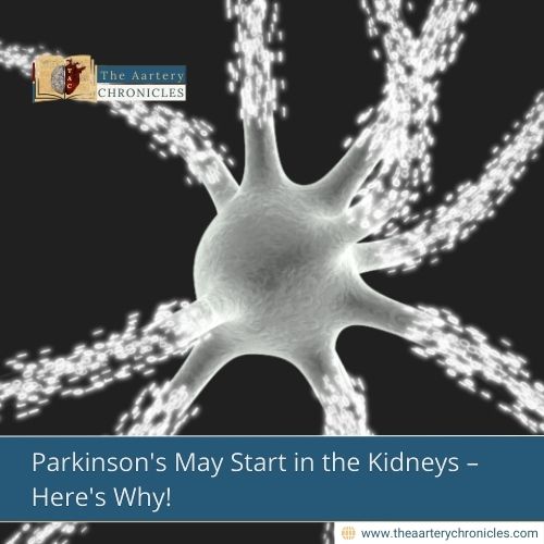 Parkinson's May Start in the Kidneys – Here's Why!