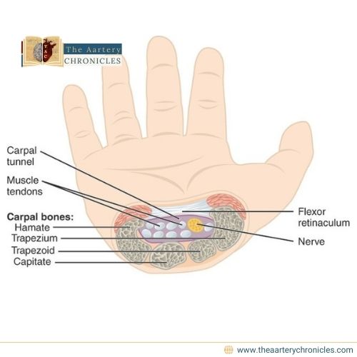 carpal-tunnel-syndrome-everything-that-you-need-to-know-the-aartery-chronicles-tac