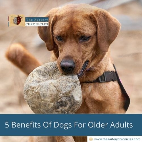 5-Benefits-Of-Dogs-For-Older-Adults-The-Aartery-Chronicles-TAC